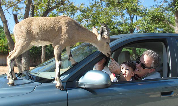 Автомобиль-амфибия и «Ирония судьбы»: страховщики вспомнили курьезные
случаи